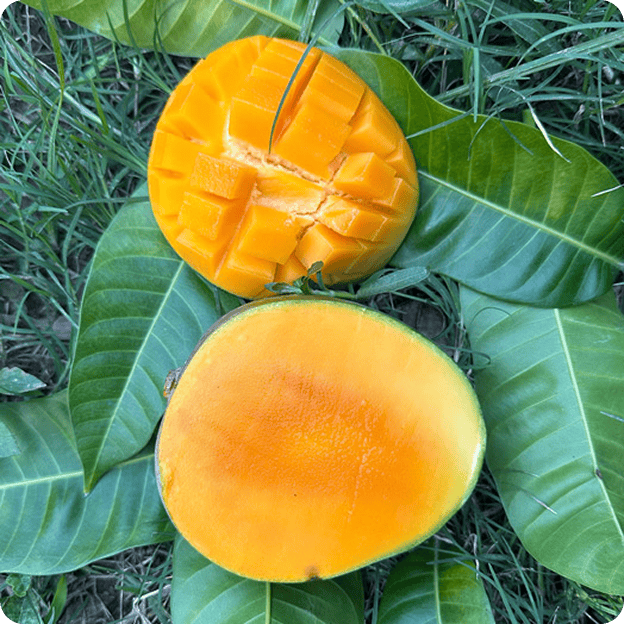 himsagor-mango-gallery-sotejbd-1