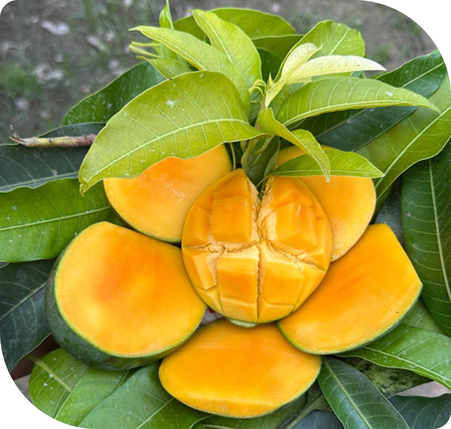 himsagor-mango-hero